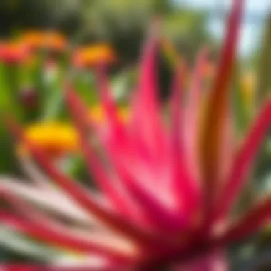 Aloe vera flower blooming in sunlight