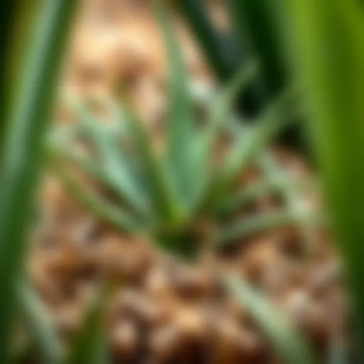 Harvesting Aloe Vera Leaves Aloe vera leaves harvested for home use