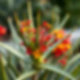 Aloe vera plant in full bloom showcasing vibrant flowers