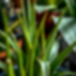 Aloe vera plant with vibrant green leaves