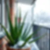 Aloe Vera plant thriving in winter conditions on a balcony
