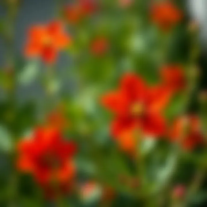 Atatürk Flower in Bloom Vibrant Atatürk flower in full bloom