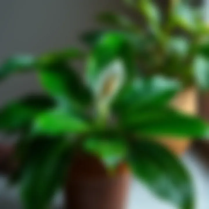 A healthy Peace Lily with vibrant green leaves.