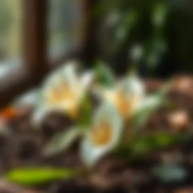 A nutrient-rich soil mixture suitable for Peace Lilies.