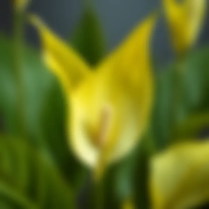 A close-up of a Peace Lily with yellow leaves, indicating distress.