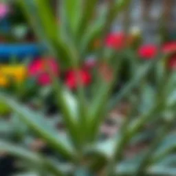 Aloe vera plant in a vibrant garden setting