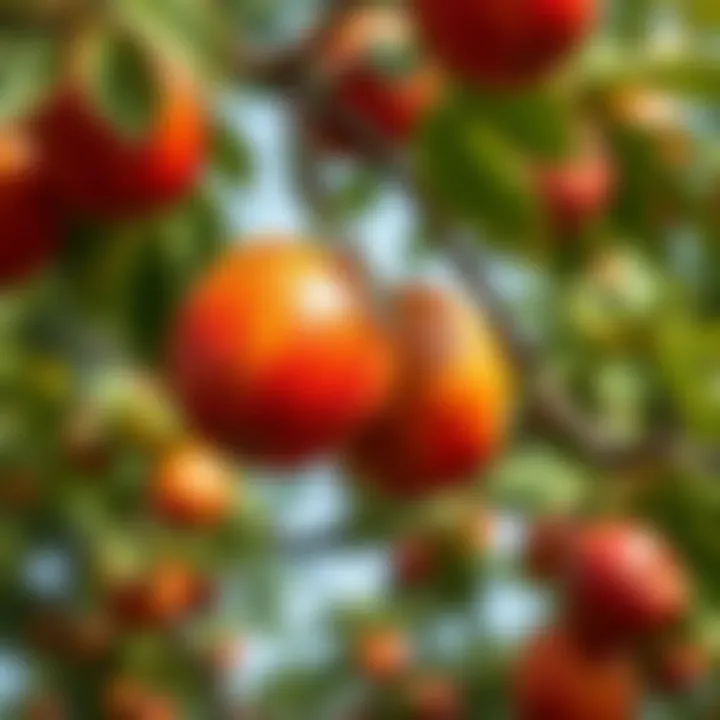 Ripening Fruits Ripening fruits on trees