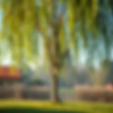 Care tips for maintaining a healthy willow tree