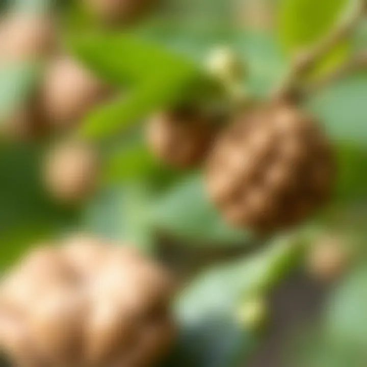 Optimal Growing Conditions Ideal growing conditions for walnut seeds