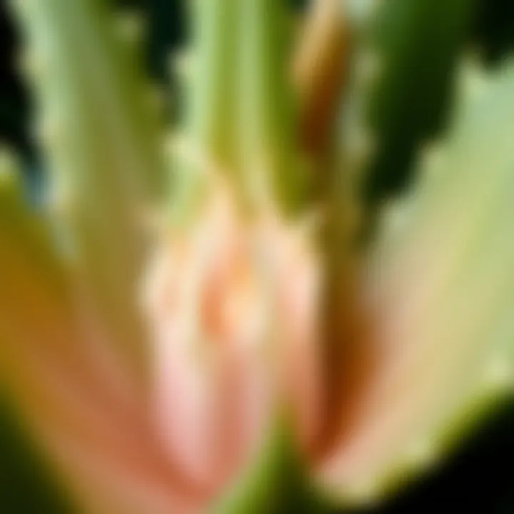 Close-up of aloe vera flower petals