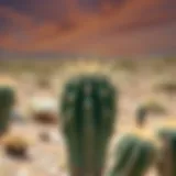 A beautiful spiny cactus thriving in a desert landscape