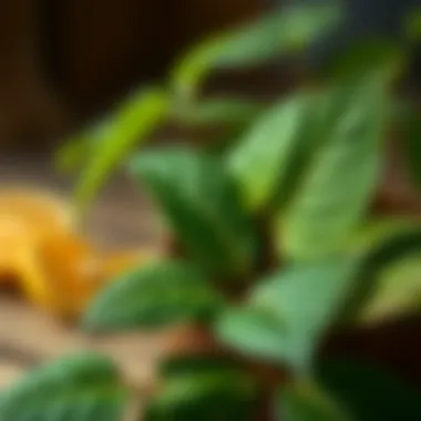 Creative DIY project using Yuka leaves