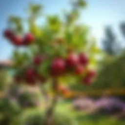 A lush plum tree thriving in a garden setting