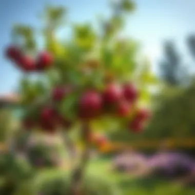 A lush plum tree thriving in a garden setting