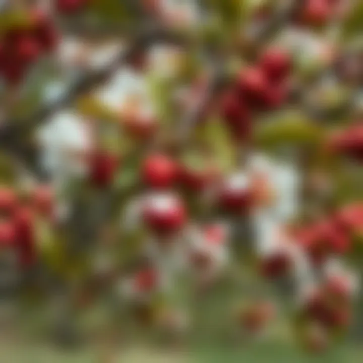 Seasonal changes in a plum tree throughout the year