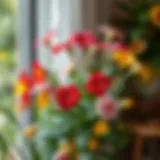 Vibrant blooming indoor plant showcasing colorful flowers