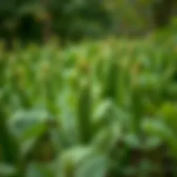 A field of green bean plants during the spring season