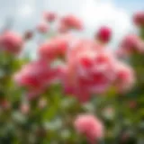 Beautiful garden roses in full bloom