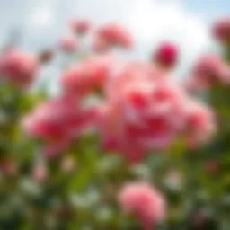 Beautiful garden roses in full bloom