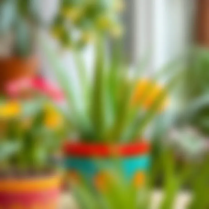 Healthy aloe vera plant in vibrant pot