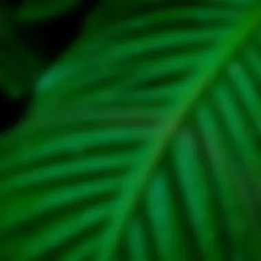 Close-up of Kokina leaves showcasing their texture