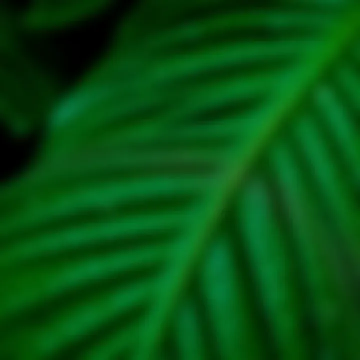 Close-up of Kokina leaves showcasing their texture