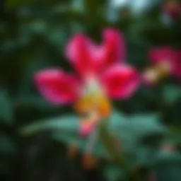 Symbolic representation of Kokina flower in Turkish culture