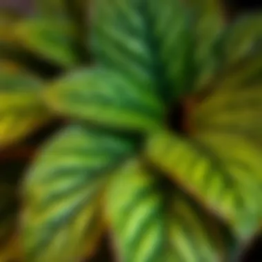 Close-up of a large leafy plant showcasing intricate leaf patterns