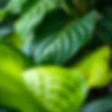 Lush green leaves of a large leafy houseplant