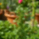 Freshly harvested parsley in a garden