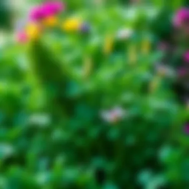 A lush parsley garden with diverse herbs