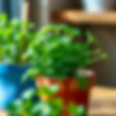 A vibrant parsley plant thriving in a pot