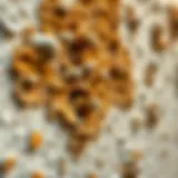 A close-up of mold on a wall showcasing its texture and color variations