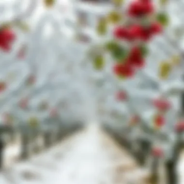 Winter Orchard Beauty Orchard view with snow-covered trees bearing fruit