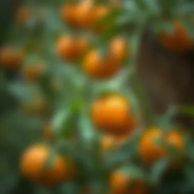 Selecting high-quality orange seeds for germination