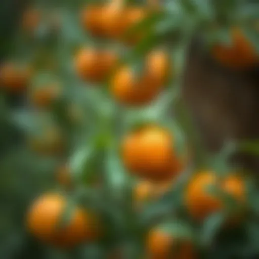 Selecting high-quality orange seeds for germination