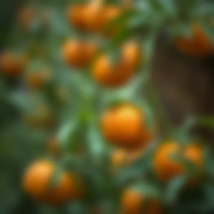 Selecting high-quality orange seeds for germination