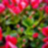 Vibrant cyclamen flowers in bloom, showcasing various colors and textures.