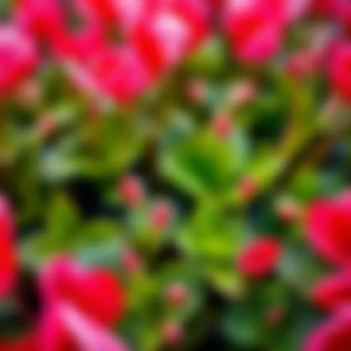 Vibrant Cyclamen Bloom Vibrant cyclamen flowers in bloom, showcasing various colors and textures.