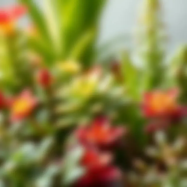 Close-up of selected plants for small garden spaces showcasing diversity