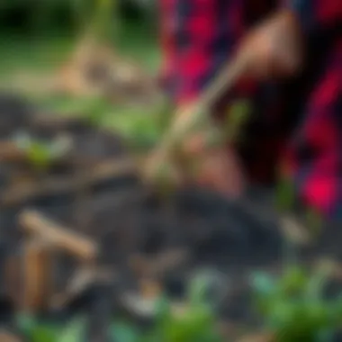 Soil preparation for planting a willow tree