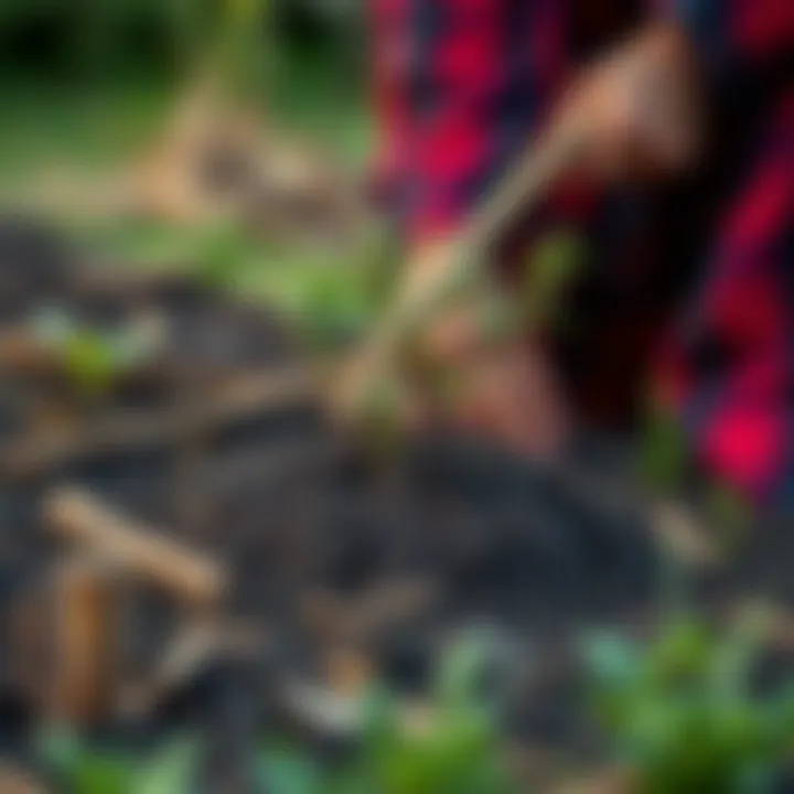 Soil preparation for planting a willow tree