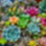 Vibrant succulent arrangement showcasing various species