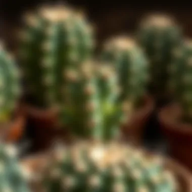 Illustration showing the care requirements of the Rabbit Ear Cactus