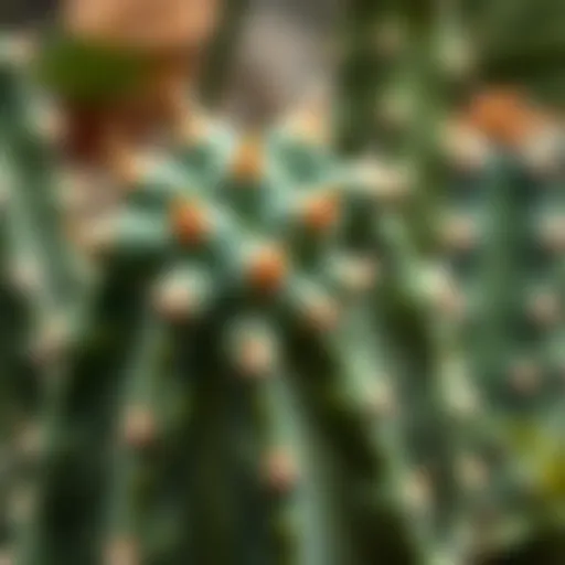 Close-up of Opuntia microdasys highlighting its unique pads
