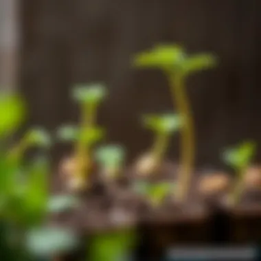 Demonstrating various methods of seed germination