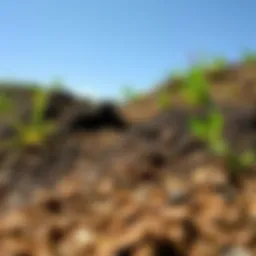 Diverse soil types in a natural landscape