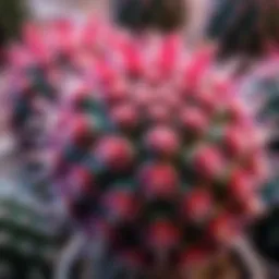 A stunning fluffy cactus showcasing its unique texture and colors