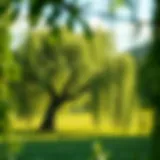Willow tree in a lush green environment