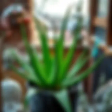 Balcony garden featuring Aloe Vera in a winter setting